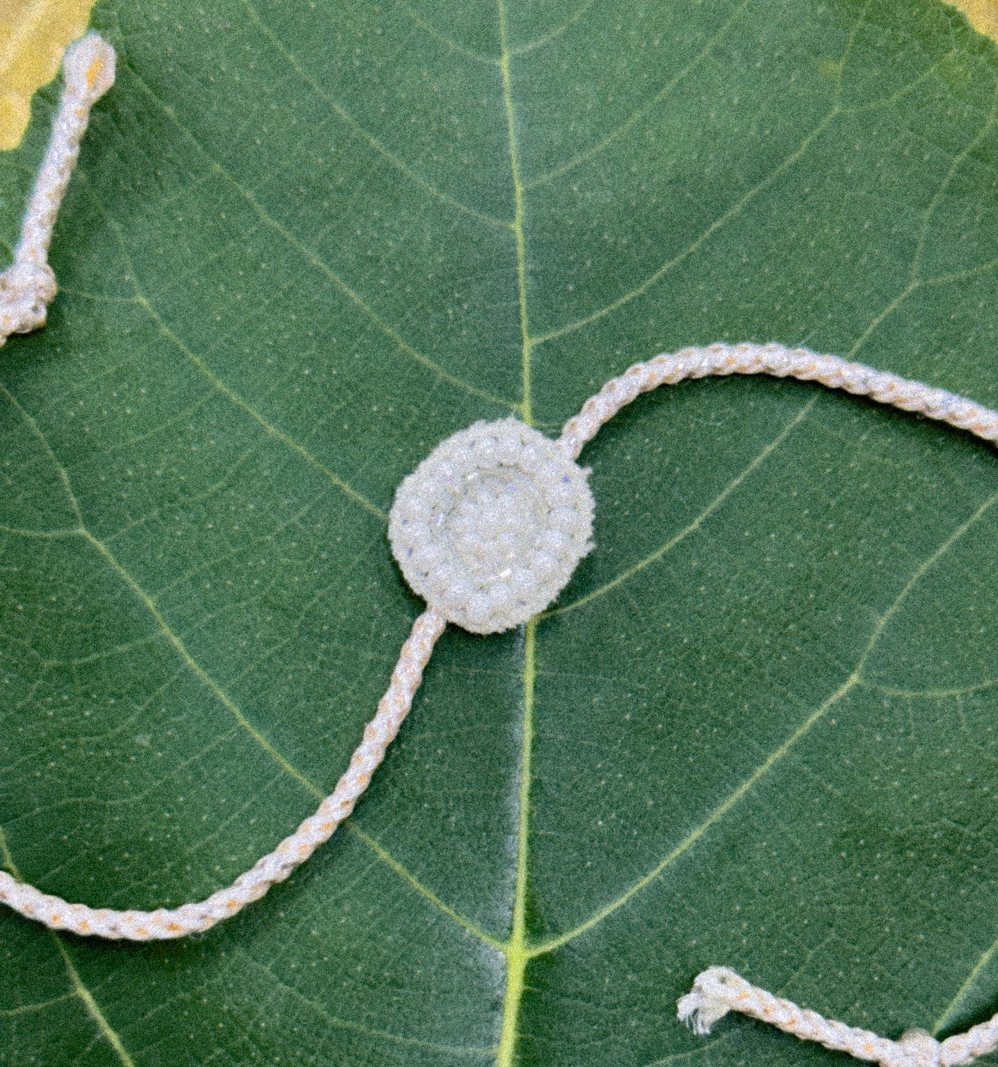 Rakhi